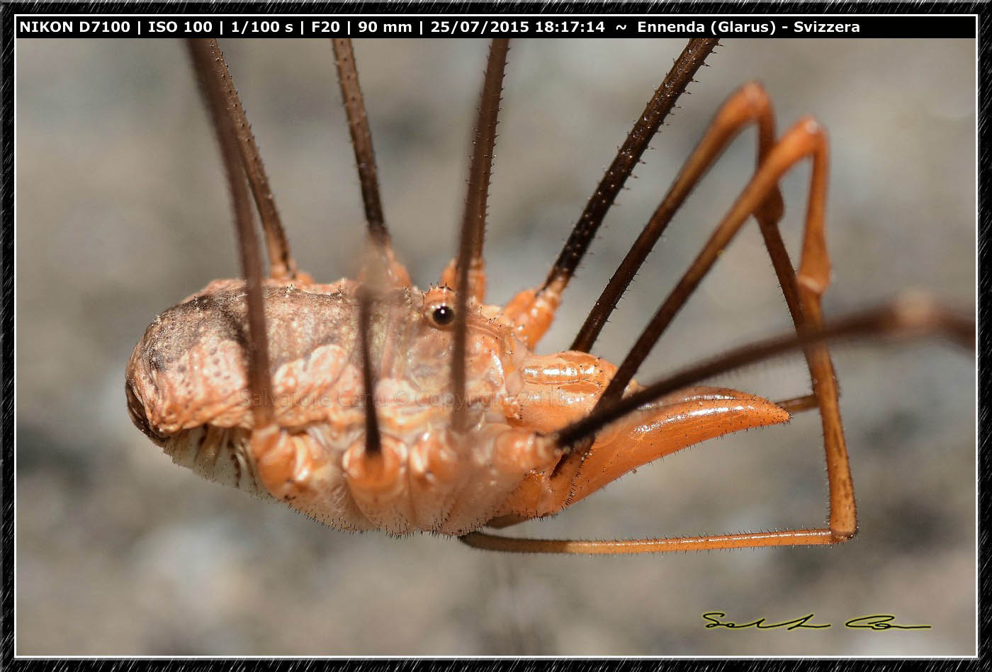 Phalangium opilio   - Ennenda (Svizzera)